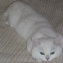 Polkan